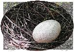 Pigeon Nest Egg-NFT